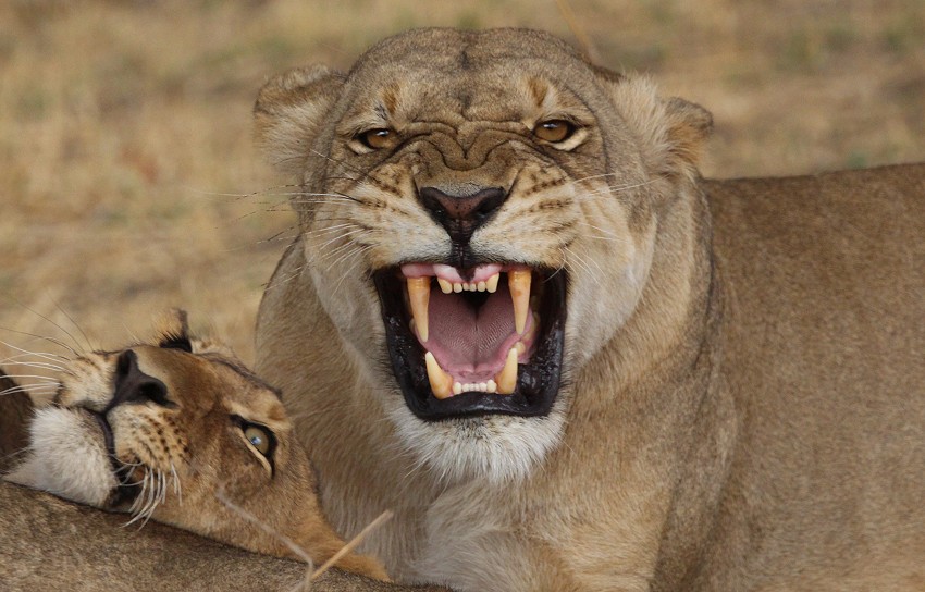 Masuma Dam Löwenrudel, Hwange National Park