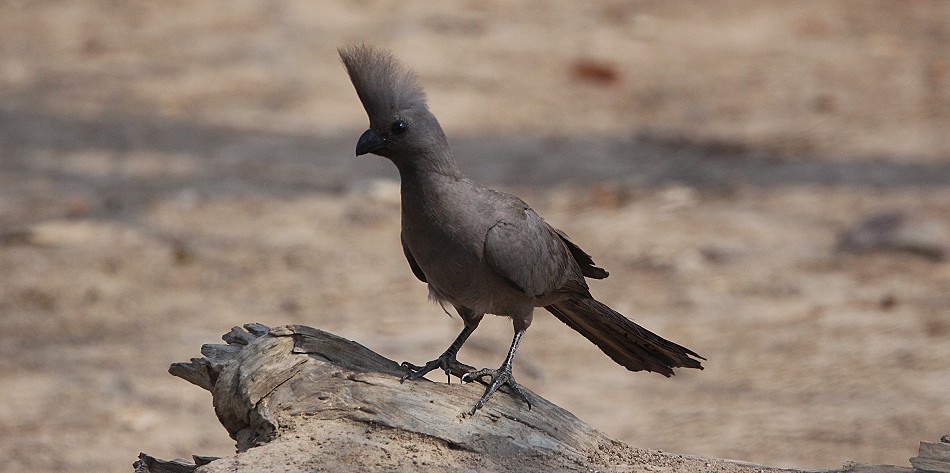 Graulärmvogel, Grey go-away-bird