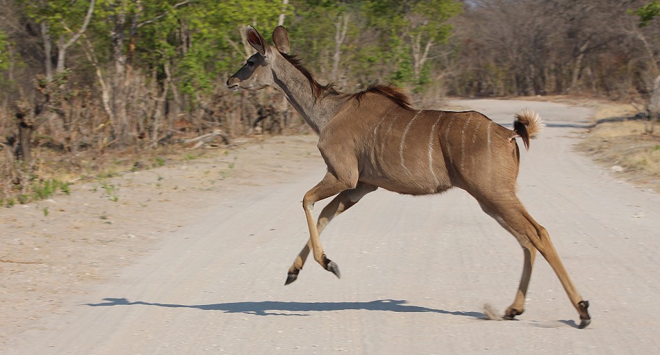 Großer Kudu (Weibchen)