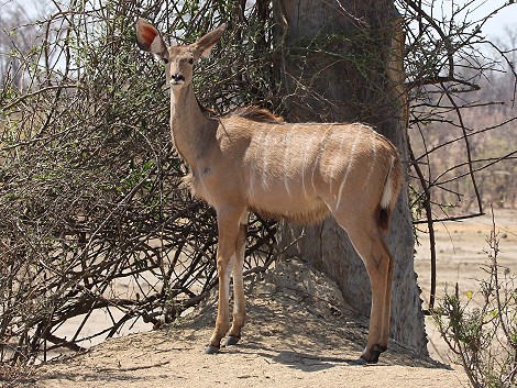 Großer Kudu