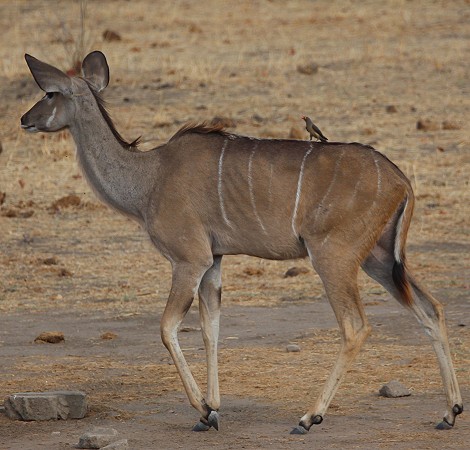 Großer Kudu, Weibchen