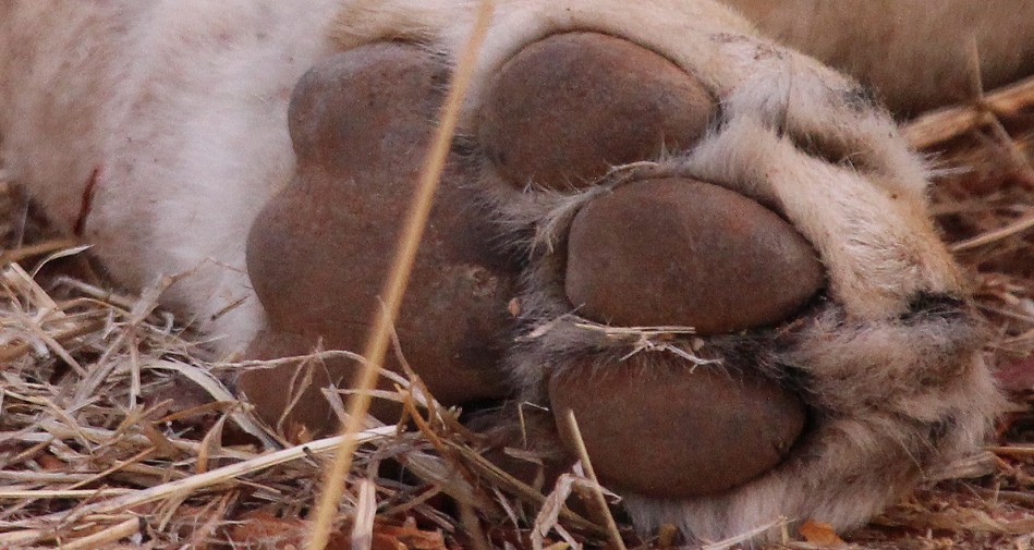 Masuma Dam Löwen Rudel, Männchen