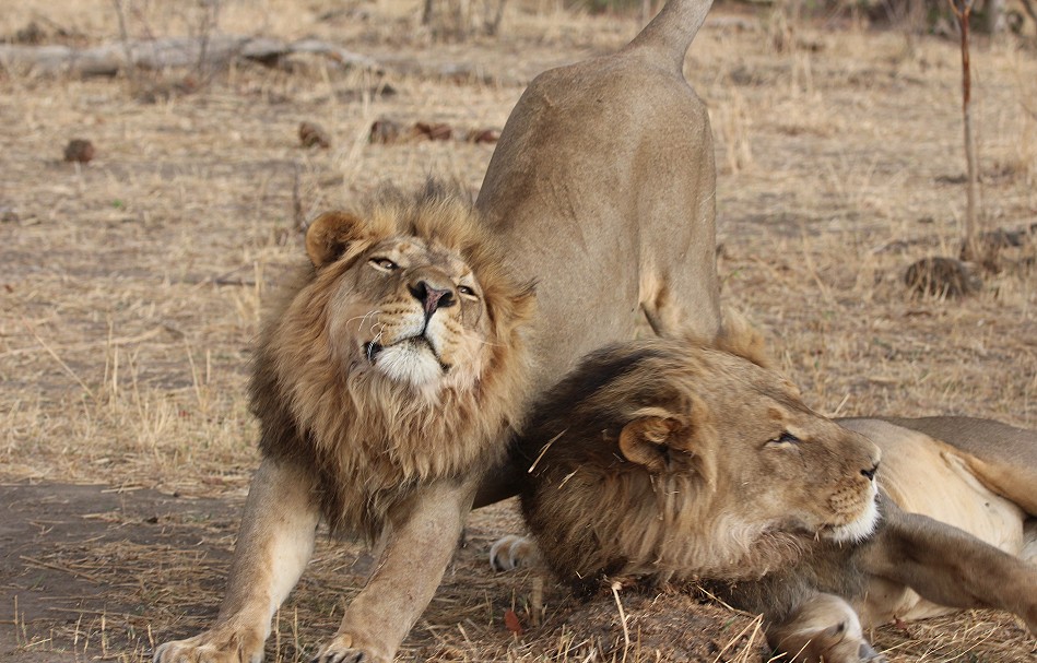 Masuma Löwen Rudel, Hwange National Park