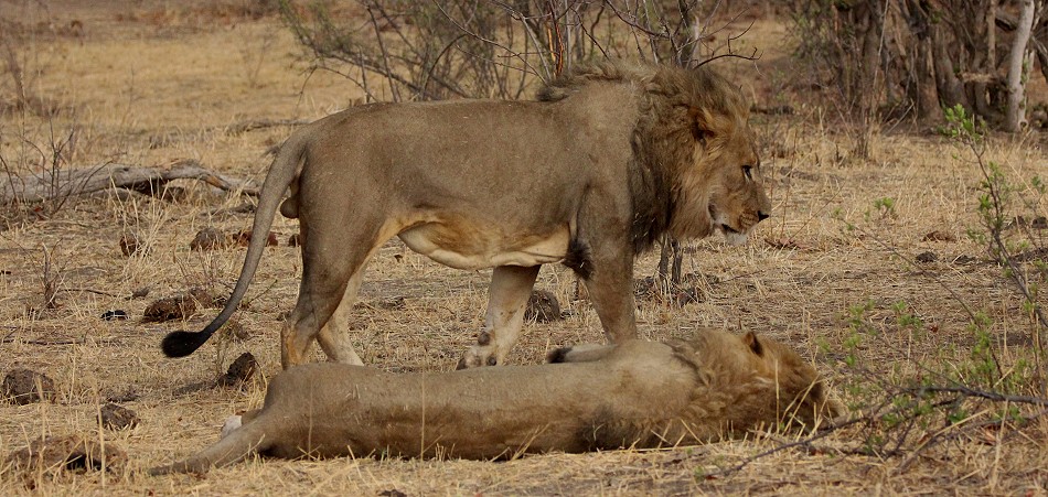 Masuma Löwen Rudel, Hwange National Park