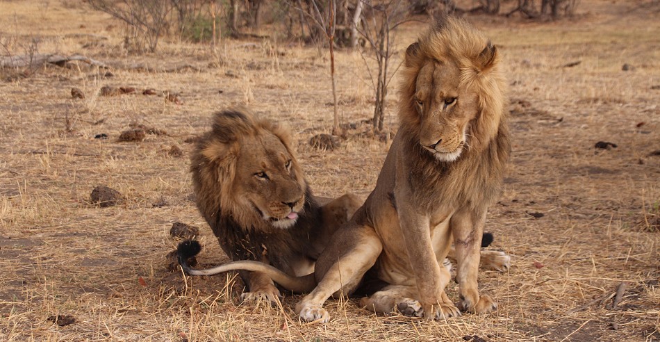 Masuma Löwen Rudel, Hwange National Park