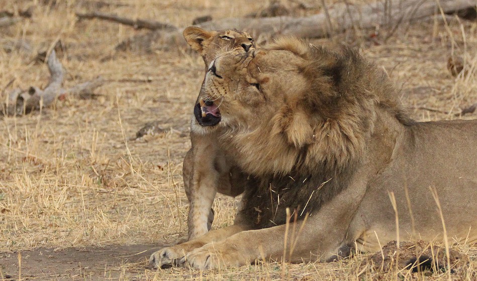 Masuma Löwen Rudel, Hwange National Park