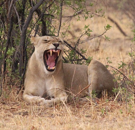 Masuma Löwen Rudel, Hwange National Park