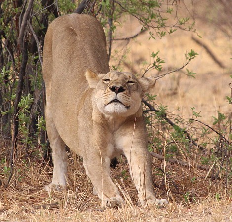 Masuma Löwen Rudel, Hwange National Park