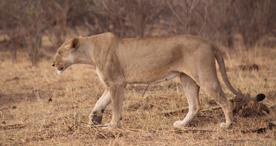 Masuma Löwen Rudel, Hwange National Park