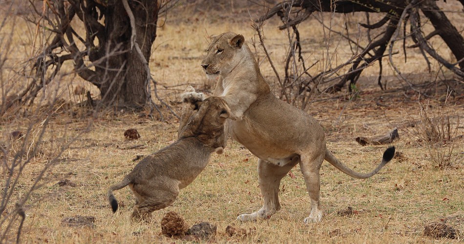 Masuma Löwen Rudel, Hwange National Park