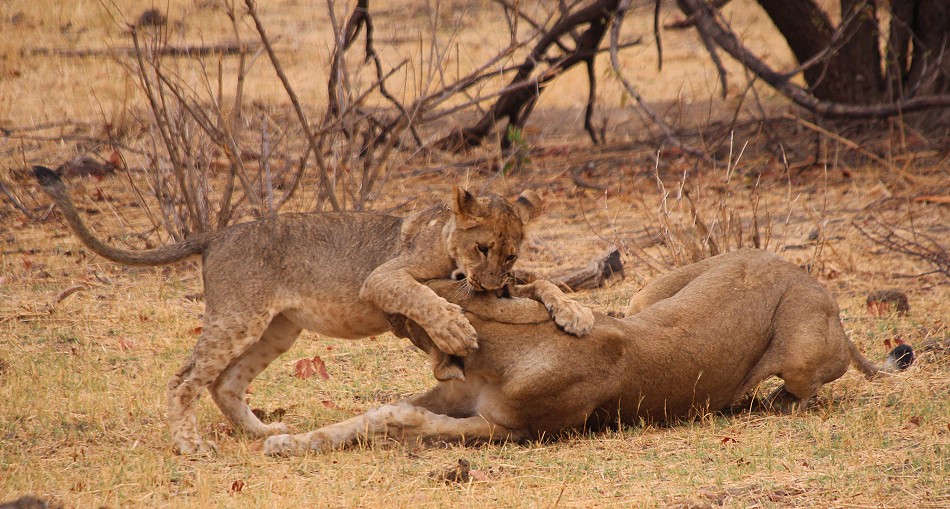 Masuma Löwen Rudel, Hwange National Park