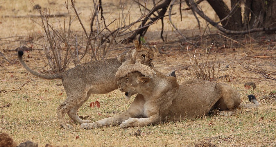 Masuma Löwen Rudel, Hwange National Park