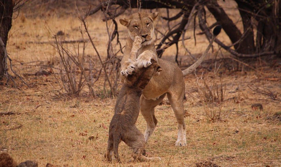 Masuma Löwen Rudel, Hwange National Park