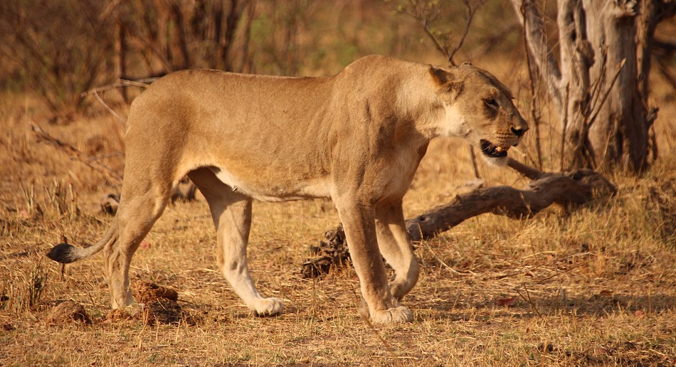 Masuma Löwen Rudel, Hwange National Park