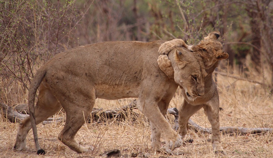 Masuma Löwen Rudel, Hwange National Park