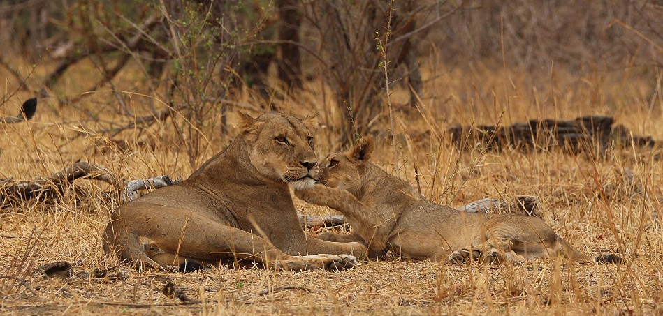 Masuma Löwen Rudel, Hwange National Park