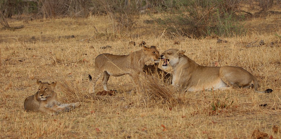 Masuma Löwen Rudel, Hwange National Park