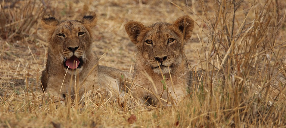 Masuma Löwen Rudel, Hwange National Park