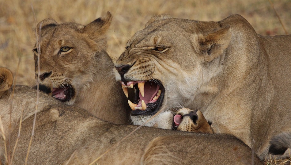 Masuma Löwen Rudel, Hwange National Park