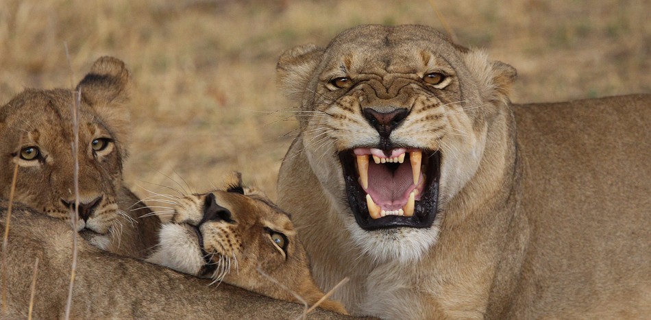 Masuma Löwen Rudel, Hwange National Park