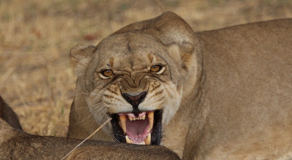 Masuma Löwen Rudel, Hwange National Park