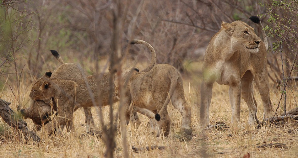 Masuma Löwen Rudel, Hwange National Park