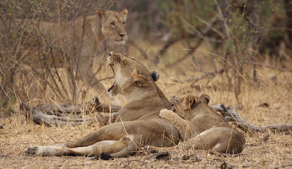 Masuma Löwen Rudel, Hwange National Park