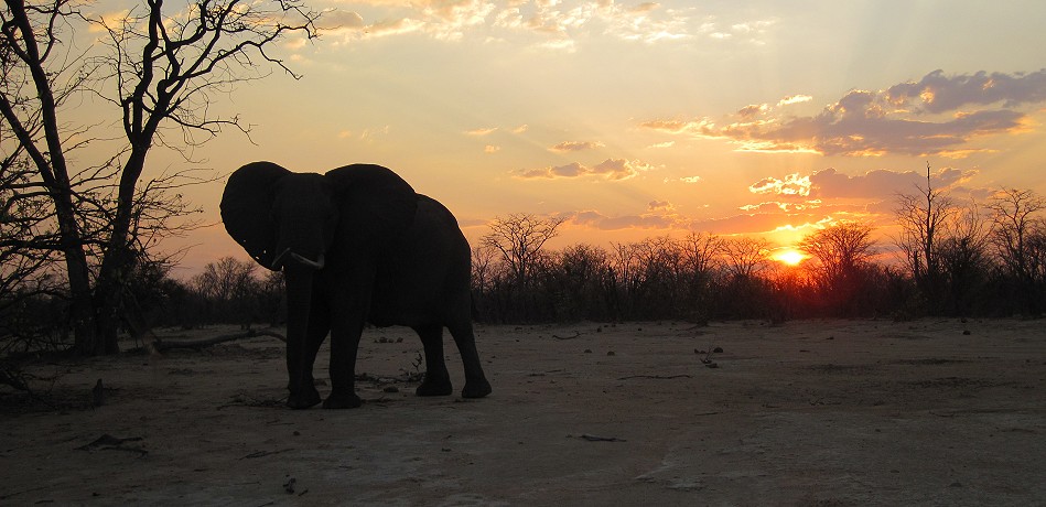 Elefant vor Sonnenuntergang