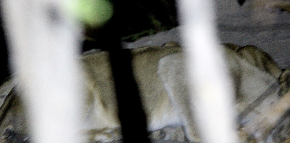 Löwen an der Vogeltränke, Kapula South Camp