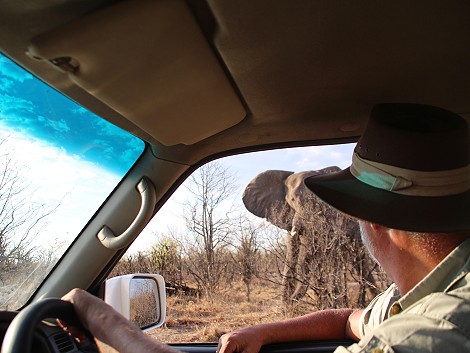spannende Elefantenbegegnung im Hwange National Park