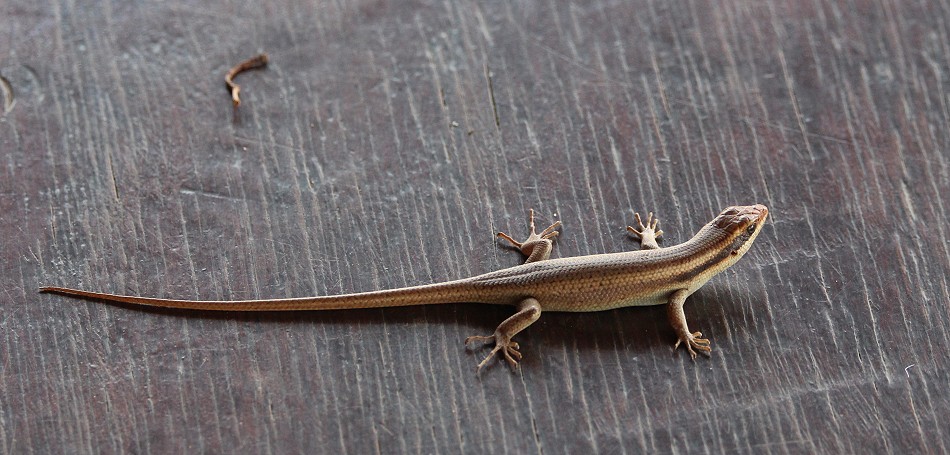 Kapula South Camp, Skink