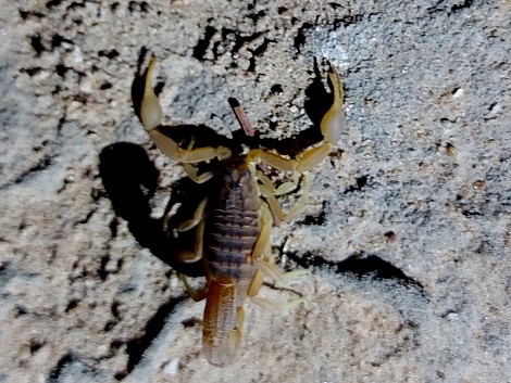 Spinnen und Skorpione im Camp, Zimbabwe
