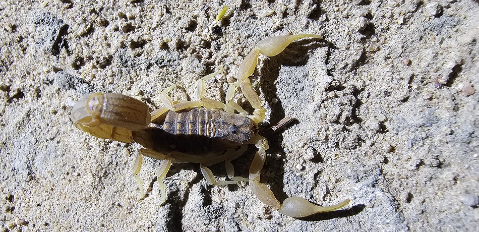 Spinnen und Skorpione im Camp, Zimbabwe