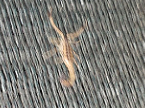 Spinnen und Skorpione im Camp, Zimbabwe
