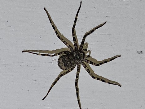 Spinnen und Skorpione im Camp, Zimbabwe