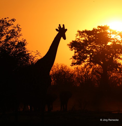 Griraffe im Sonnenuntergang, Kapula Private Camp