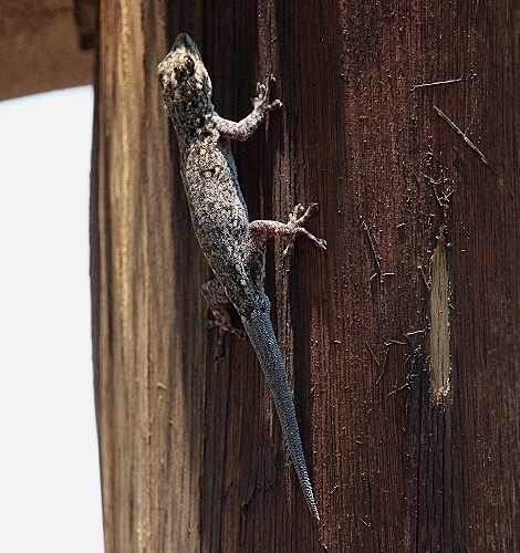 Zwergtaggecko