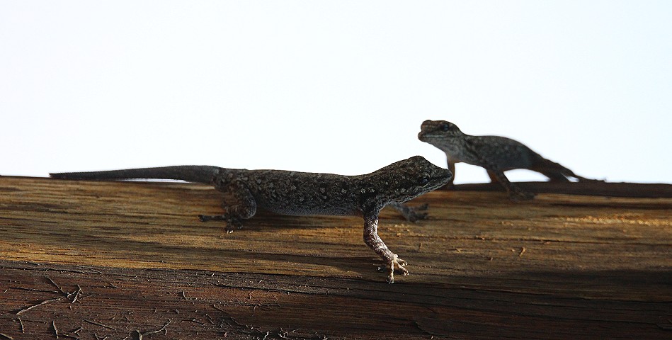 Zwergtaggecko