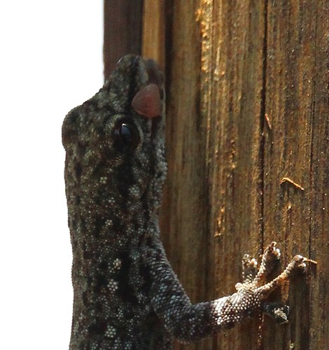 Zwergtaggecko
