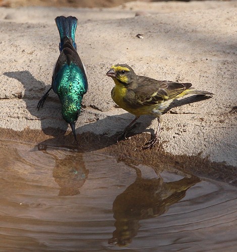 Necktarvogel
