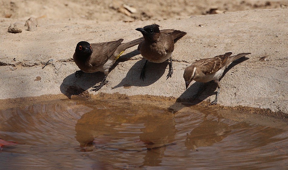 Pycnonotus nigirians, Feueraugenbülbül, Graubülbül und Webervogel