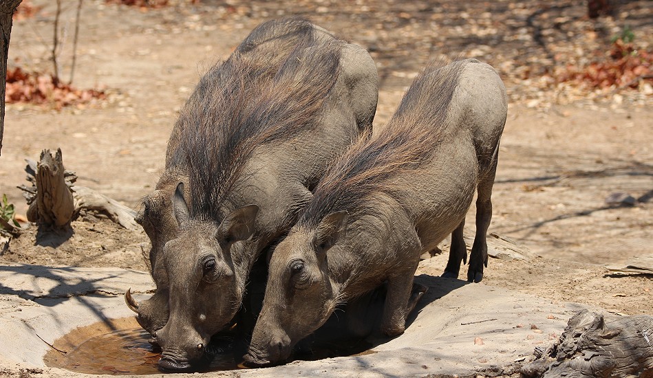 Warzenschweine an der Vogeltränke, Kapula South Camp