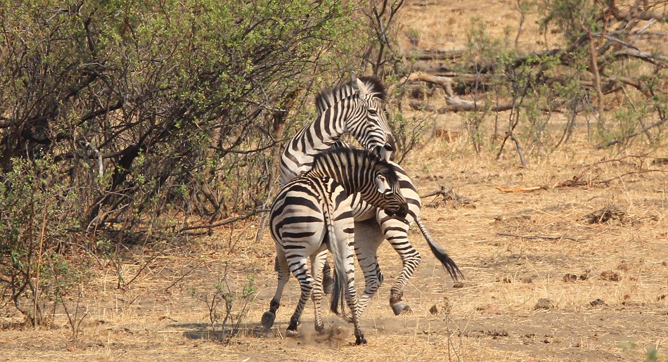 Kapula South Camp, Steppenzebras