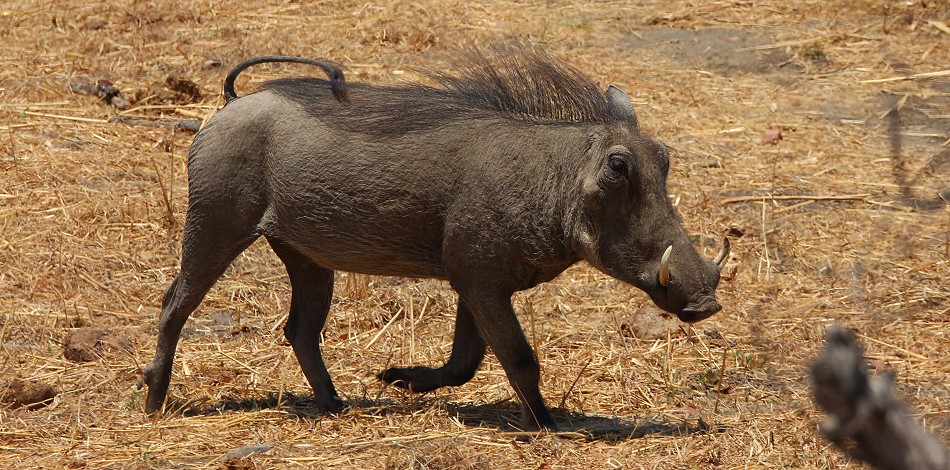 Warzenschwein
