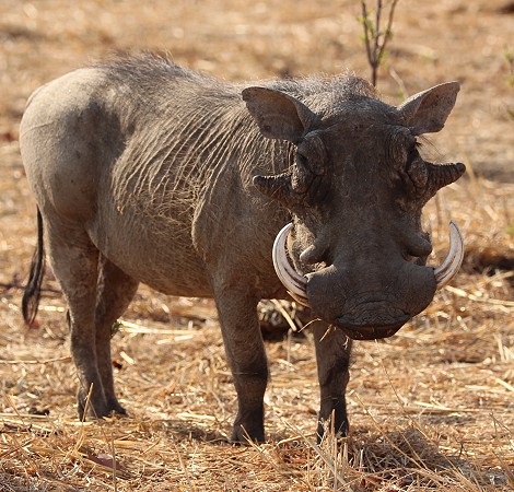 Warzenschwein