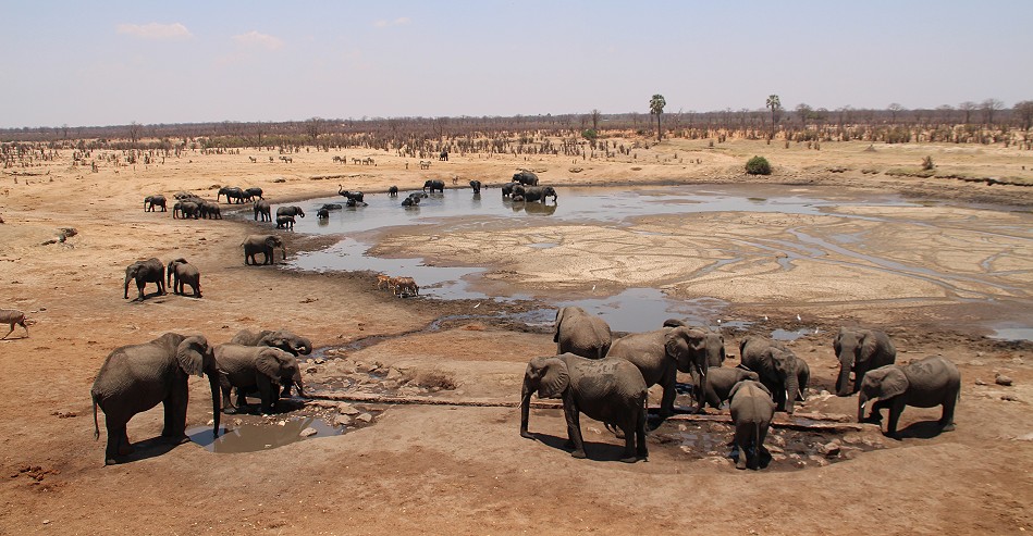 viele Elefanten am Masuma Dam