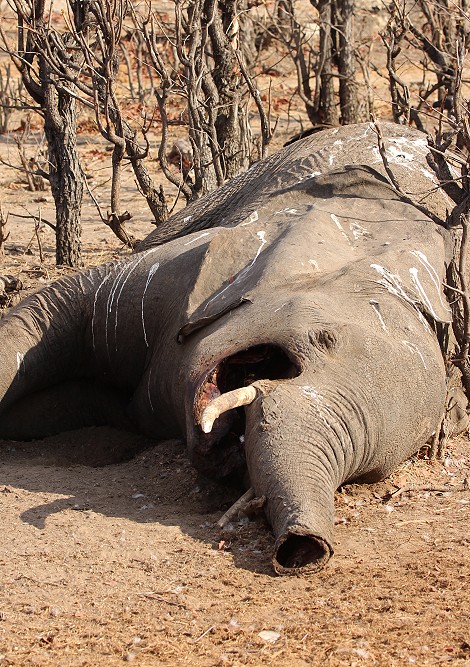 Elefantenkadaver während der Dürre im Hwange National Park