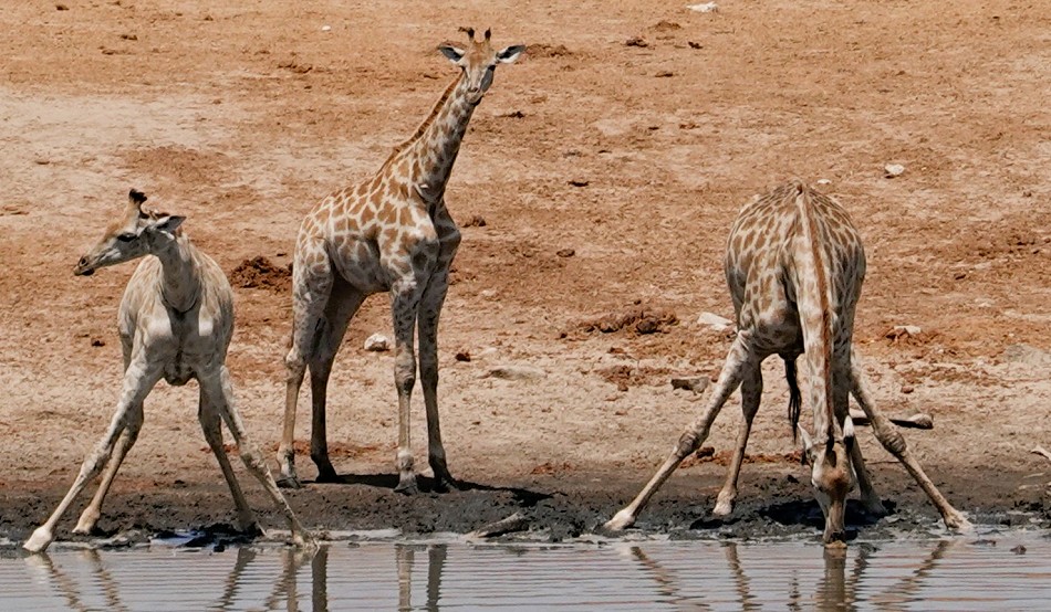 Südliche Giraffen trinken am Masuma Dam
