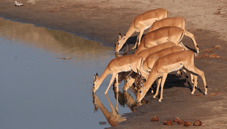 Impalas am Masuma Dam
