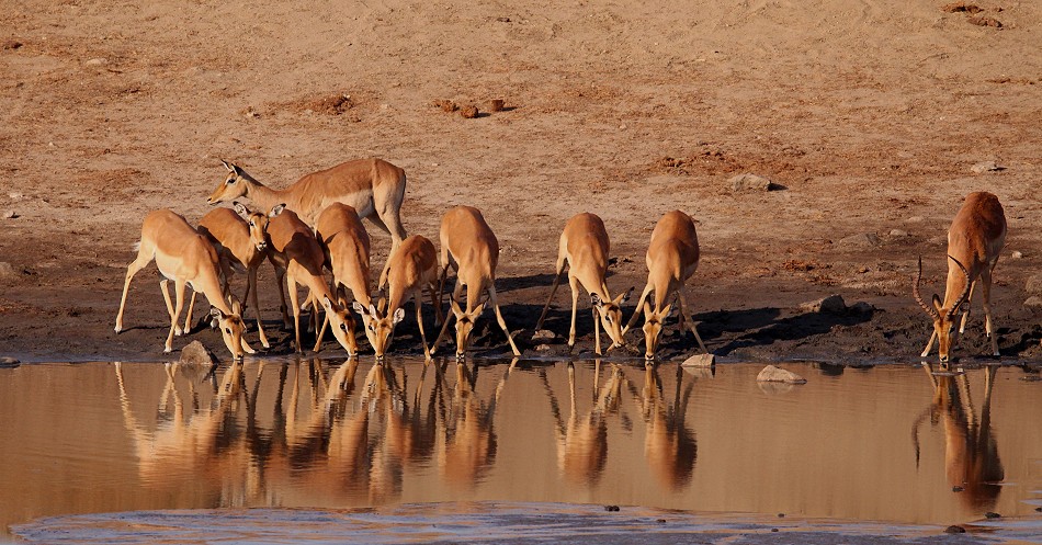 Impalas am Masuma Dam